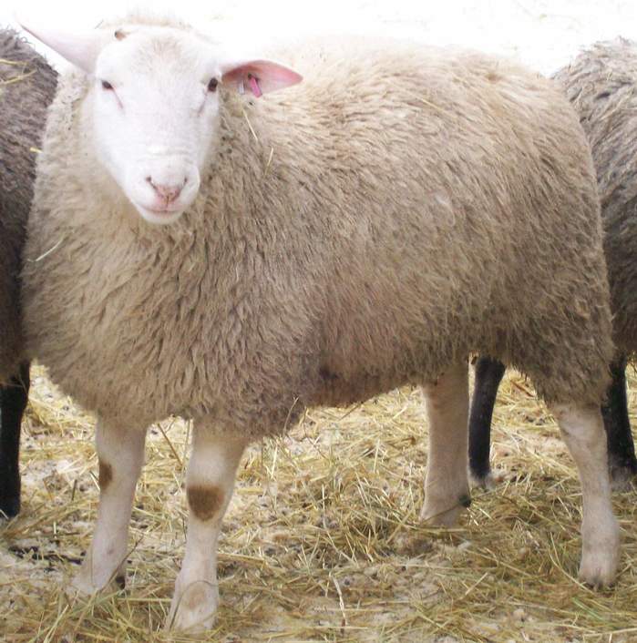 Prolific Acres Sheep Farm